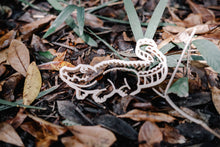 Load image into Gallery viewer, Crocodile Eco Cutter