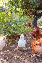 Load image into Gallery viewer, Henrietta the Hen Rattle | Cream