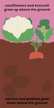 Load image into Gallery viewer, Love Veggies with Jamie Oliver!