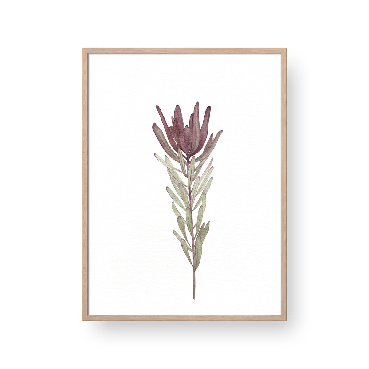 Leucadendron