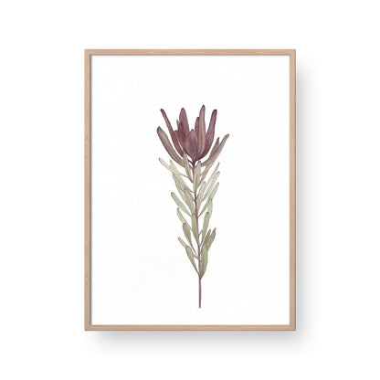 Leucadendron