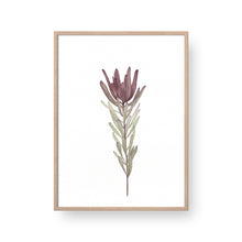 Load image into Gallery viewer, Leucadendron