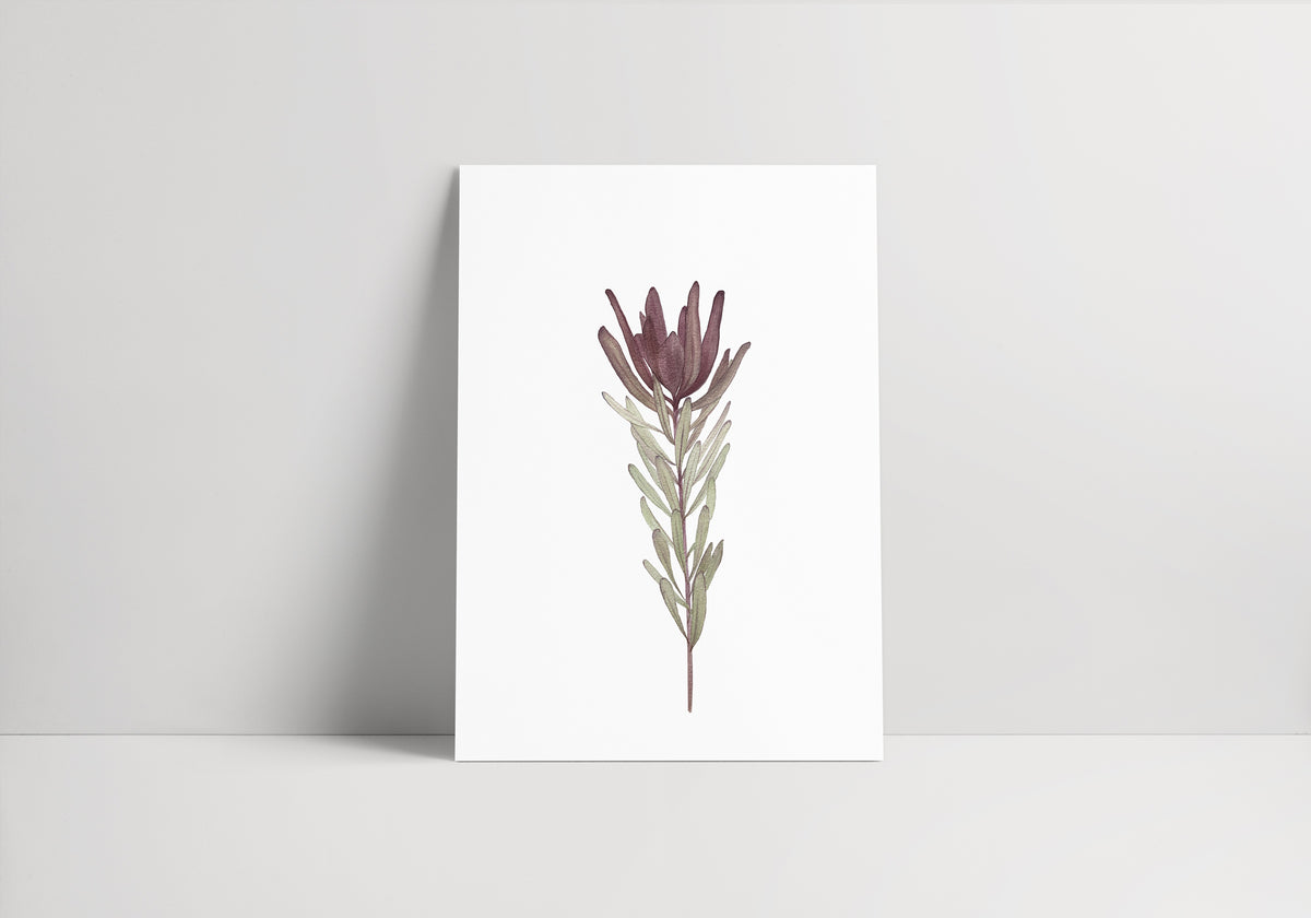 Leucadendron