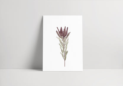 Leucadendron