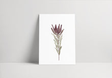 Load image into Gallery viewer, Leucadendron
