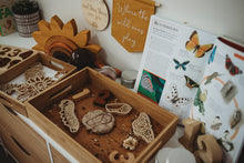 Load image into Gallery viewer, Butterly Life Cycle Eco Cutter Set